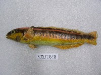 藏品(黑帶盔魚)的圖片